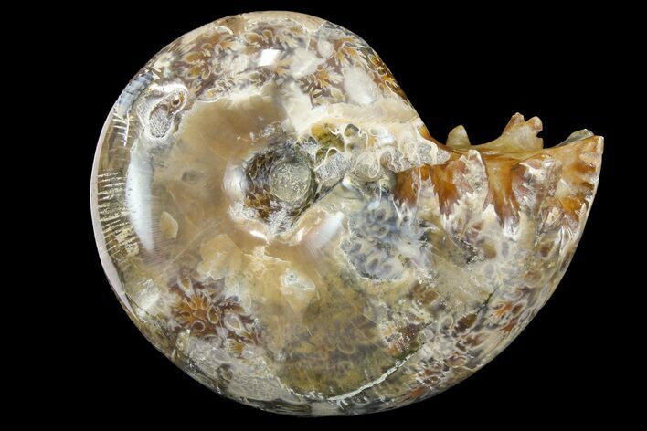 Polished, Agatized Ammonite (Phylloceras?) - Madagascar #149247